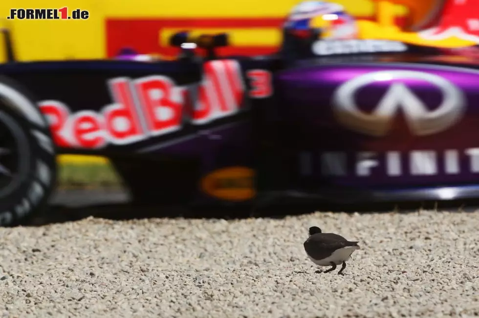 Foto zur News: Ausgerechnet Daniel Ricciardo konnte am Nachmittag nicht fahren - beim Lokalmatador gab es ein Motorproblem