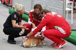 Foto zur News: Lewis Hamiltons Hund (Mercedes)