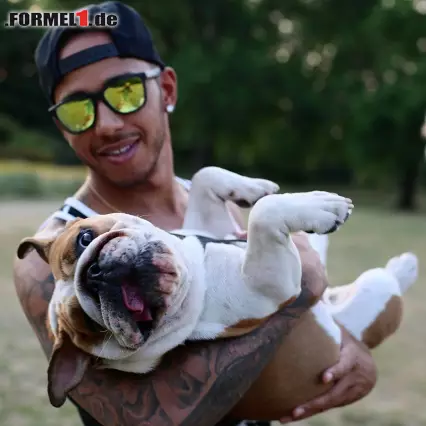 Vertröstet: Mercedes-Pilot Lewis Hamilton schweift trotz zahlreicher Gerüchte noch als Single durch sein Jetset-Leben. Dabei sind die Bulldoggen Roscoe und Coco aber stets treu an seiner Seite. Am Tag der Liebe muss sich der dreimalige Champion allerdings sorgen: Coco erholt sich gerade von einer OP. Foto zur News: Vertröstet: Mercedes-Pilot Lewis Hamilton schweift trotz zahlreicher Gerüchte noch als Single durch sein Jetset-Leben. Dabei sind die Bulldoggen Roscoe und Coco aber stets treu an seiner Seite. Am Tag der Liebe muss sich der dreimalige Champion allerdings sorgen: Coco erholt sich gerade von einer OP.