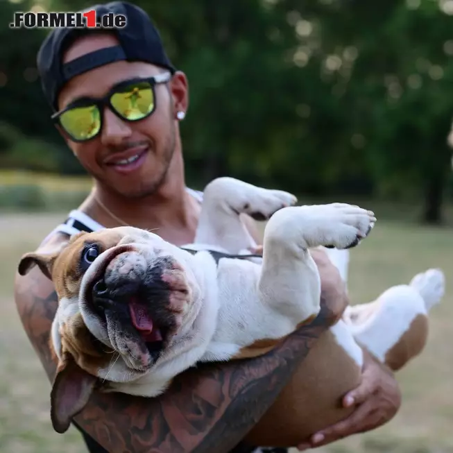 Foto zur News: Vertröstet: Mercedes-Pilot Lewis Hamilton schweift trotz zahlreicher Gerüchte noch als Single durch sein Jetset-Leben. Dabei sind die Bulldoggen Roscoe und Coco aber stets treu an seiner Seite. Am Tag der Liebe muss sich der dreimalige Champion allerdings sorgen: Coco erholt sich gerade von einer OP.