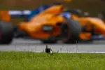 Foto zur News: Fernando Alonso (McLaren)