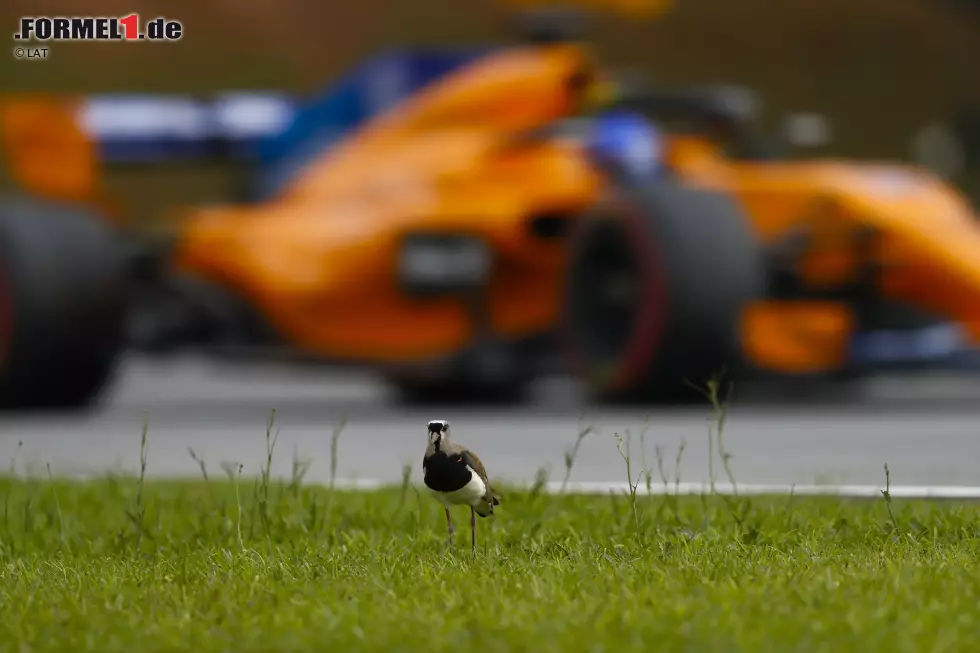 Foto zur News: Fernando Alonso (McLaren)