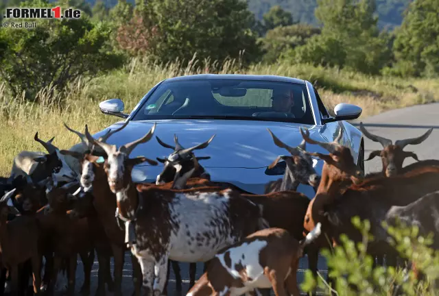 Foto zur News: Nachdem der Red-Bull-Pilot in seinem Aston Martin von einer Herde Ziegen ausgebremst wurde,...