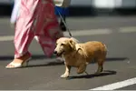 Foto zur News: Hund Leo