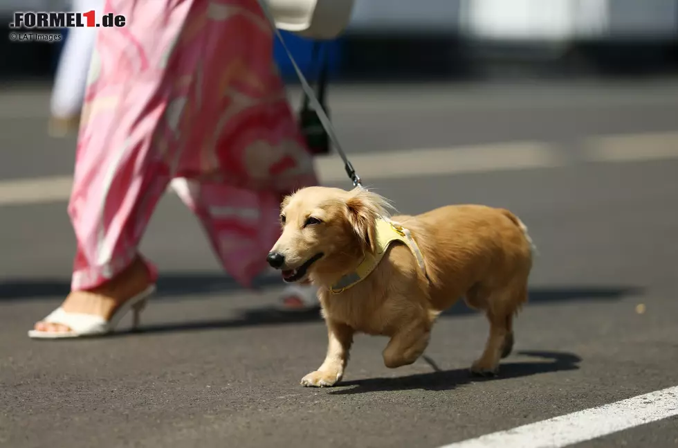 Foto zur News: Hund Leo