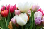 Foto zur News: Tulpen im Formel-1-Fahrerlager