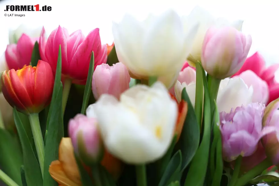 Foto zur News: Tulpen im Formel-1-Fahrerlager