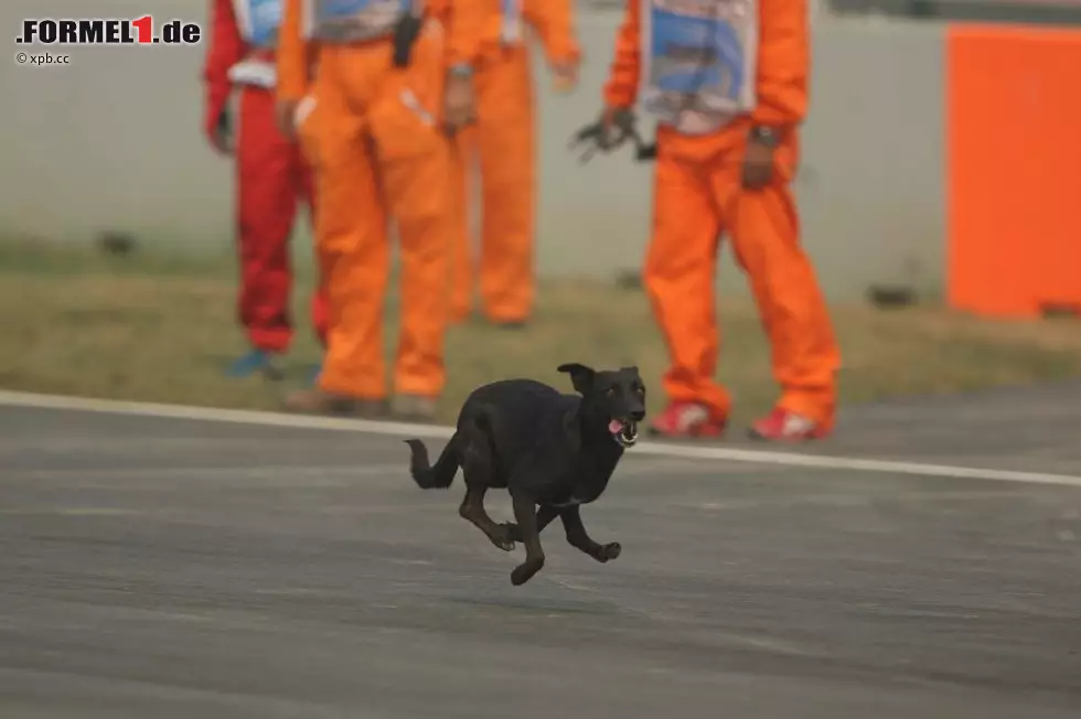 Ungebetener Gast gleich zu Beginn des allerersten Trainings: Ein Hund sorgt für eine fünfminütige Unterbrechung der Session. Foto zur News: Ungebetener Gast gleich zu Beginn des allerersten Trainings: Ein Hund sorgt für eine fünfminütige Unterbrechung der Session.