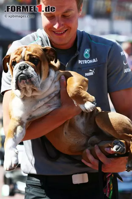 Er ist der neue Liebling der Herzen im Paddock - und stielt seinem Herrchen neuerdings die Show: Roscoe, der Hund von Lewis Hamilton. Roscoe hat sogar seine eigene Fahrerlager-Akkreditierung. Auf dem Passfoto trägt er eine Sonnenbrille. Foto zur News: Er ist der neue Liebling der Herzen im Paddock - und stielt seinem Herrchen neuerdings die Show: Roscoe, der Hund von Lewis Hamilton. Roscoe hat sogar seine eigene Fahrerlager-Akkreditierung. Auf dem Passfoto trägt er eine Sonnenbrille.
