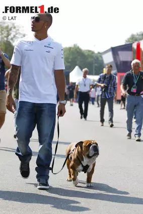 T wie tierlieb: Hamilton ist ganz vernarrt in seine beiden englischen Bulldoggen Roscoe und Coco. Die Hunde dürfen auch schon mal mit ins Fahrerlager. Foto zur News: T wie tierlieb: Hamilton ist ganz vernarrt in seine beiden englischen Bulldoggen Roscoe und Coco. Die Hunde dürfen auch schon mal mit ins Fahrerlager.