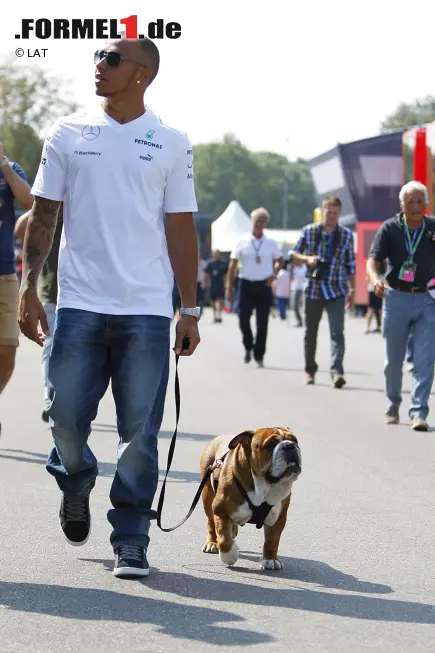T wie tierlieb: Hamilton ist ganz vernarrt in seine beiden englischen Bulldoggen Roscoe und Coco. Die Hunde dürfen auch schon mal mit ins Fahrerlager. Foto zur News: T wie tierlieb: Hamilton ist ganz vernarrt in seine beiden englischen Bulldoggen Roscoe und Coco. Die Hunde dürfen auch schon mal mit ins Fahrerlager.
