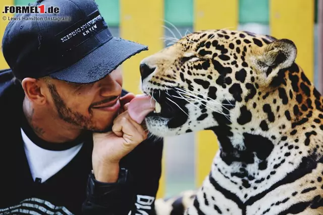 Foto zur News: Platz 15: Hamilton und das Tiger-Gate - Es war vielleicht nicht der beste Tweet, dafür aber der umstrittenste. Lewis Hamilton hat bei einem Zwischenstopp in Mexiko in einer Station für Wildkatzen mit Tigern gekuschelt - sehr zum Ärger von PETA. Die meinen, das Schmusen sei "noch viel dümmer, als mit Nico Rosberg aneinanderzugeraten".