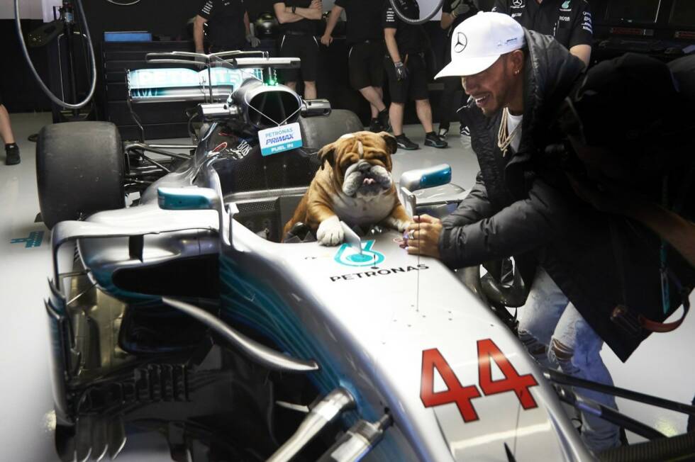 Foto zur News: Lewis Hamiltons Hunde sind natürlich auch in Baku dabei. Nachdem sie zuletzt schon ihre eigenen Paddock-Pässe bekommen haben, darf Roscoe jetzt sogar im Mercedes-Cockpit Platz nehmen. Wir fragen uns, wie lange es noch dauert, bis Roscoe und Coco auch mal testen dürfen ...