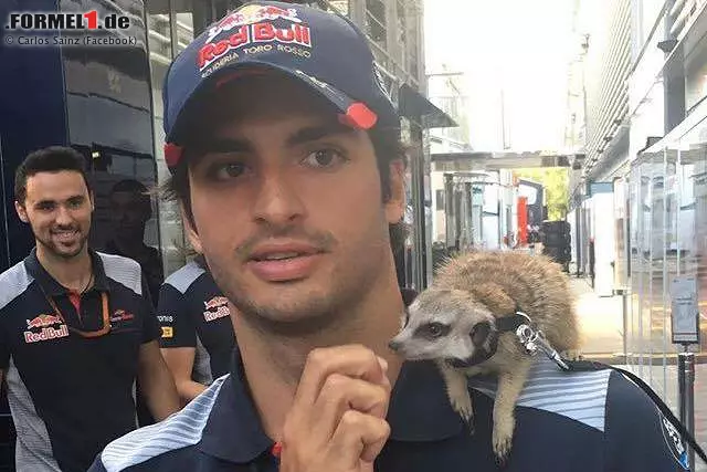 Unser Vor-Ort-Reporter Dieter Rencken hat Carlos Sainz einmal gefragt, welches Tier er am ehesten wäre. Antwort: ein Erdmännchen! Dass der Toro-Rosso-Junior, der 2018 am liebsten für Renault fahren würde, nun dieses Foto auf Facebook postet, beweist einen guten Sinn für Humor. Foto zur News: Unser Vor-Ort-Reporter Dieter Rencken hat Carlos Sainz einmal gefragt, welches Tier er am ehesten wäre. Antwort: ein Erdmännchen! Dass der Toro-Rosso-Junior, der 2018 am liebsten für Renault fahren würde, nun dieses Foto auf Facebook postet, beweist einen guten Sinn für Humor.