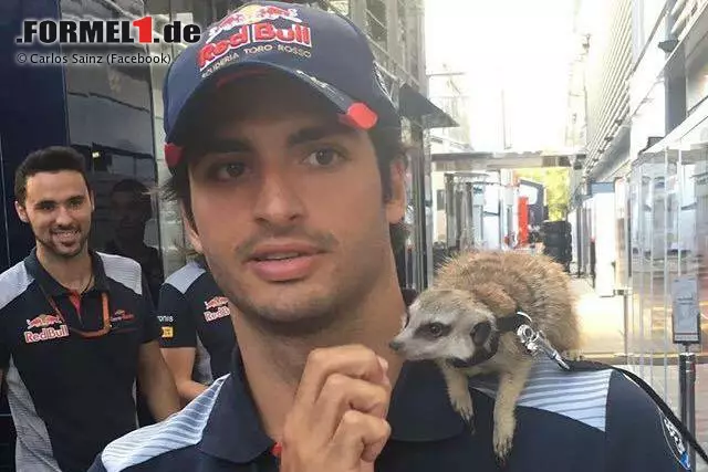 Unser Vor-Ort-Reporter Dieter Rencken hat Carlos Sainz einmal gefragt, welches Tier er am ehesten wäre. Antwort: ein Erdmännchen! Dass der Toro-Rosso-Junior, der 2018 am liebsten für Renault fahren würde, nun dieses Foto auf Facebook postet, beweist einen guten Sinn für Humor. Foto zur News: Unser Vor-Ort-Reporter Dieter Rencken hat Carlos Sainz einmal gefragt, welches Tier er am ehesten wäre. Antwort: ein Erdmännchen! Dass der Toro-Rosso-Junior, der 2018 am liebsten für Renault fahren würde, nun dieses Foto auf Facebook postet, beweist einen guten Sinn für Humor.