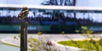 Foto zur News: Formel 1 Brasilien 2018: Programm Live-TV und Live-Stream