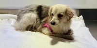 Foto zur News: Nach Unterbrechung im Bahrain-Training: Hund eingefangen und gerettet