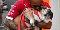 Foto zur News: Hamilton habe mit Roscoe gelernt, "was bedingungslose Liebe bedeutet"