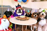 Foto zur News: So opulent feiert Lewis Hamilton den Geburtstag seiner Bulldogge Roscoe