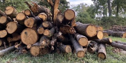 Foto zur News: Gefällte Bäume im Park von Monza