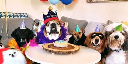 Foto zur News: Roscoe Hamilton feiert seinen elften Geburtstag mit fünf engen Freunden