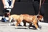 Foto zur News: Schlafprobleme: Lewis Hamiltons Hund wird zum Test-Thema