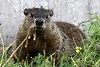 Foto zur News: Whiting erklärt: Darum fing man das Murmeltier nicht ein