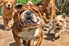 Foto zur News: Kurios: Hamiltons Bulldogge Roscoe startet Karriere als