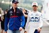 Foto zur News: Helmut Marko: Gasly ist &quot;im Gegensatz zu Kwjat&quot;