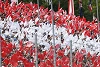 Foto zur News: &#039;Ö3&#039; vermeldet: Saisonauftakt mit GP Österreich so gut wie