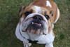Foto zur News: Lewis Hamiltons Hund Coco gestorben: &quot;Mein Herz ist