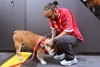 Foto zur News: Lewis Hamilton meldet Update: Bulldoge Roscoe liegt nach...