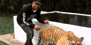 Foto zur News: Formel-1-Live-Ticker: Lewis Hamilton als tierischer