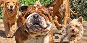 Foto zur News: Kurios: Hamiltons Bulldogge Roscoe startet Karriere als