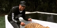Foto zur News: Nervenstark abseits der Piste: Lewis Hamilton spielt mit Tiger
