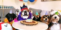 Foto zur News: So opulent feiert Lewis Hamilton den Geburtstag seiner Bulldogge Roscoe