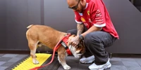 Foto zur News: Lewis Hamilton meldet Update: Bulldoge Roscoe liegt nach Herzstillstand im Koma
