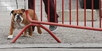 Foto zur News: Auf den Hund gekommen: Hamiltons tierischer Begleiter