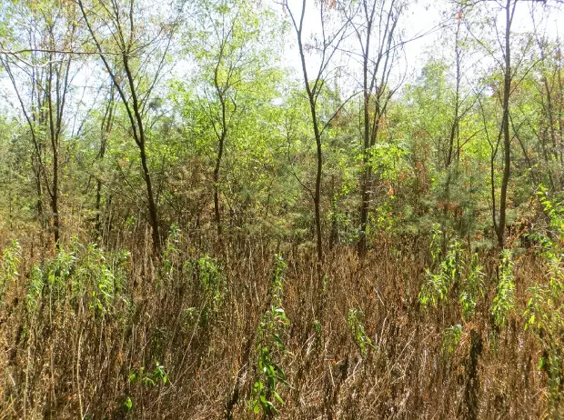 Foto zur News: Der "alte" Hockenheimring: Auf Spurensuche im Hardtwald