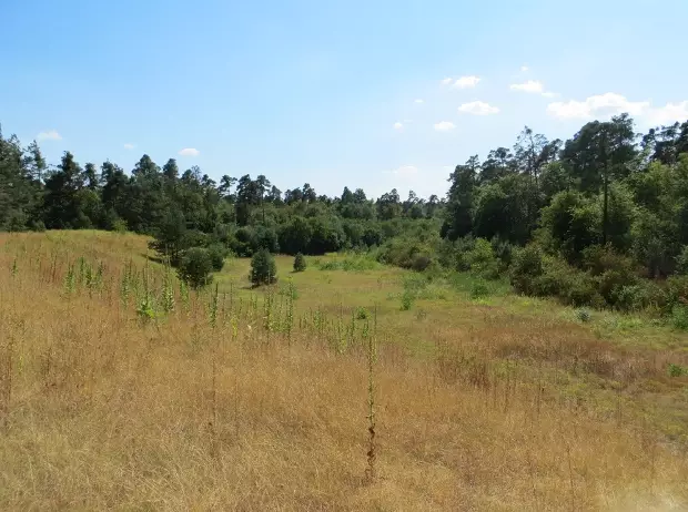 Foto zur News: Der "alte" Hockenheimring: Auf Spurensuche im Hardtwald