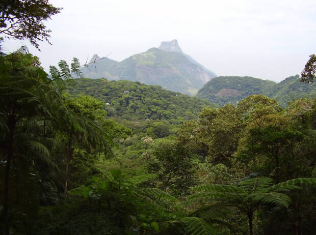 Regenwald in Rio de Janeiro Regenwald in Rio de Janeiro