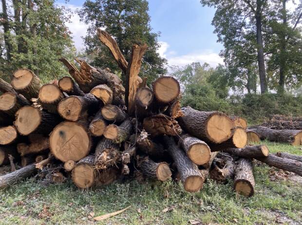 Gefällte Bäume im Park von Monza Gefällte Bäume im Park von Monza