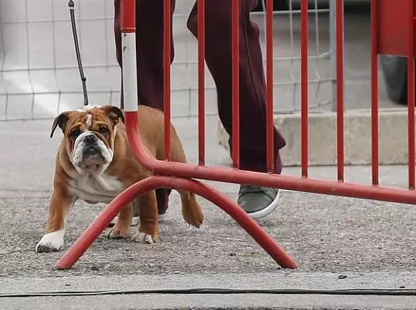 Lewis Hamilton, Roscoe Foto zur News: Auf den Hund gekommen: Hamiltons tierischer Begleiter