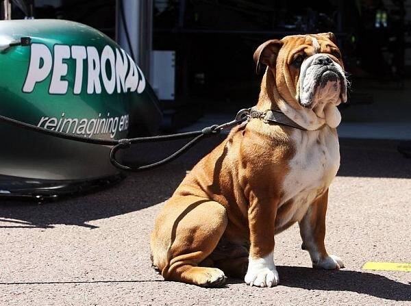 Foto zur News: Lauda kontert Kritik an Hamiltons Hundeliebe