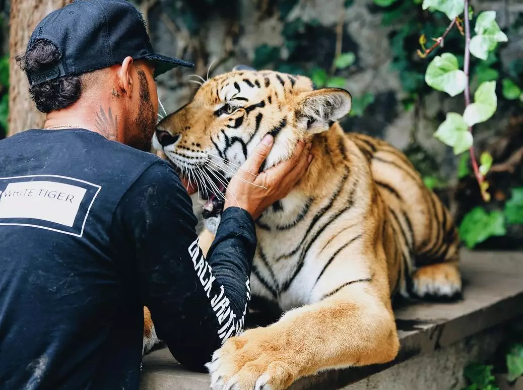 Foto zur News: Kritik an Hamilton: Tiger-Knuddeln "dümmer" als Teamduell