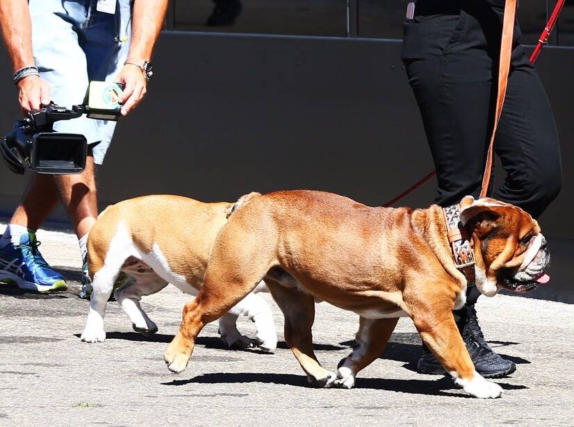 Foto zur News: Schlafprobleme: Lewis Hamiltons Hund wird zum Test-Thema