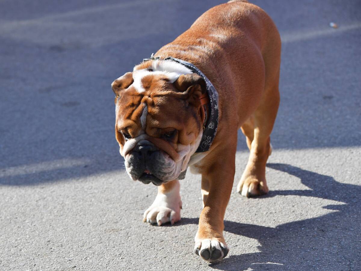 Foto zur News: Nach Tod von Coco: Hamiltons Bulldogge Roscoe muss jetzt vegan leben