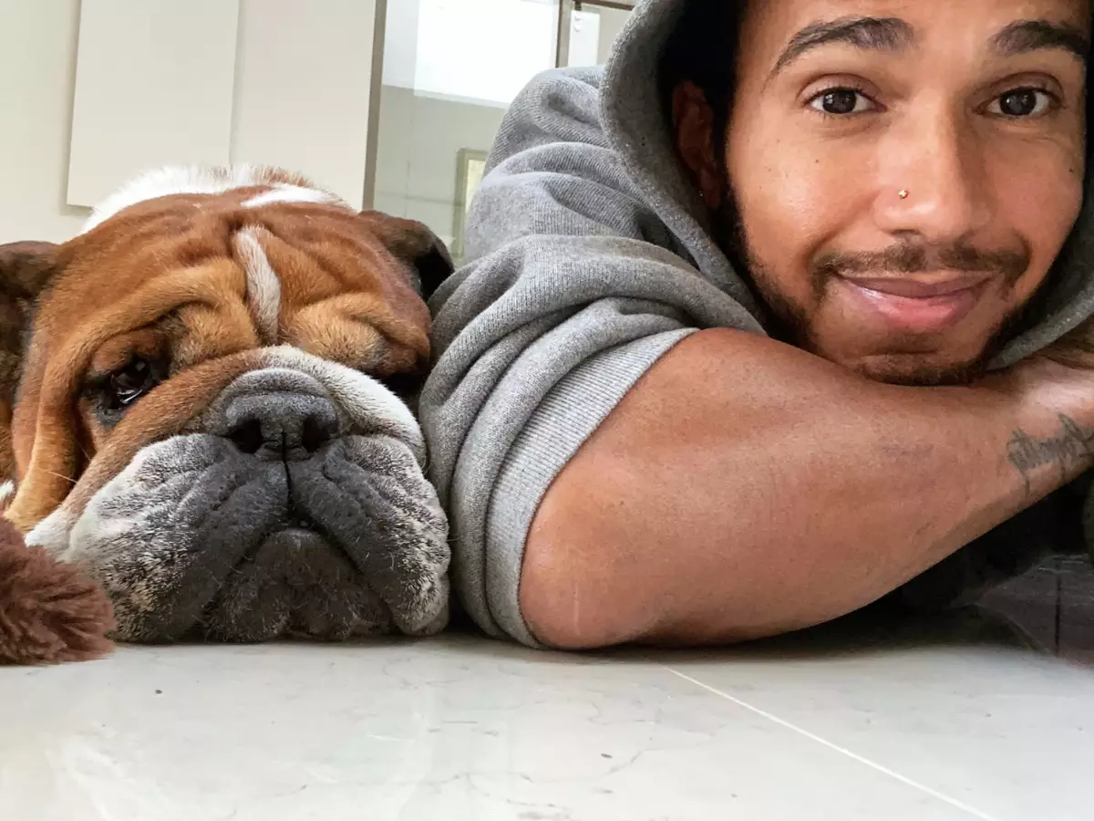 Lewis Hamilton mit seiner Bulldogge Roscoe Foto zur News: Lewis Hamilton und Mercedes: Was steckt hinter dem Einjahresvertrag?
