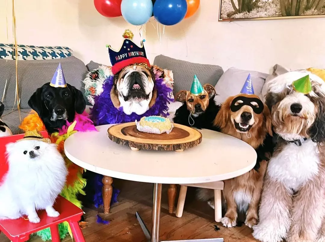 Foto zur News: So opulent feiert Lewis Hamilton den Geburtstag seiner Bulldogge Roscoe