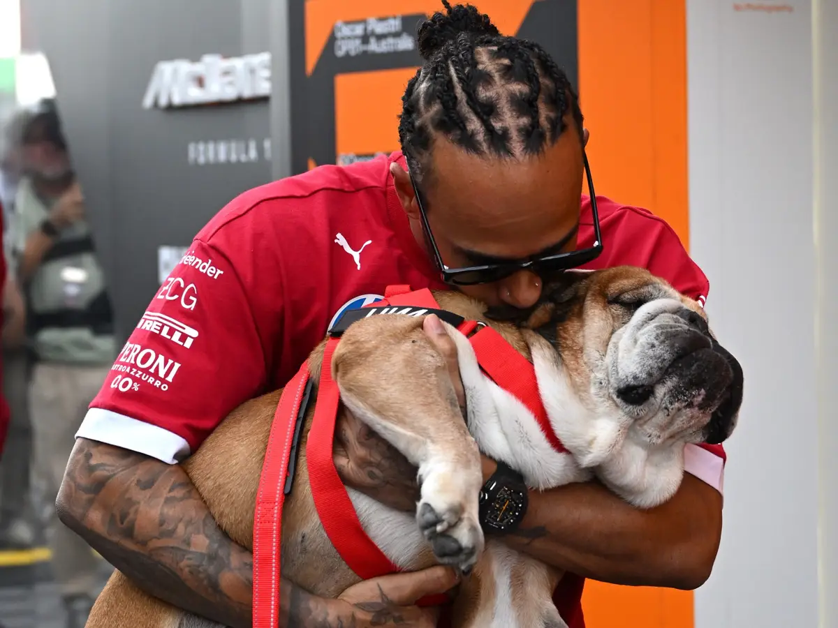 Foto zur News: Hamilton habe mit Roscoe gelernt, "was bedingungslose Liebe bedeutet"